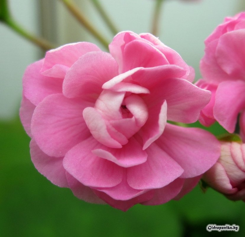 Swanland Pink / Australian Pink Rosebud