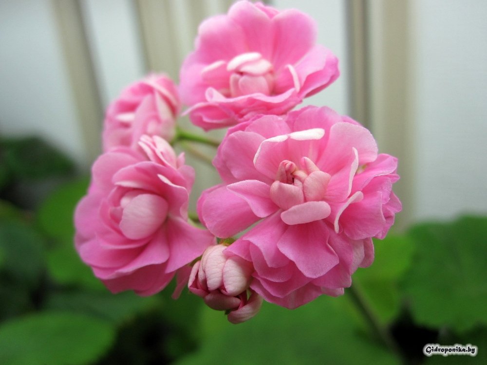 Swanland Pink / Australian Pink Rosebud