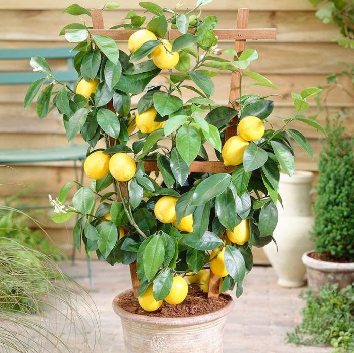 лимон дерево
